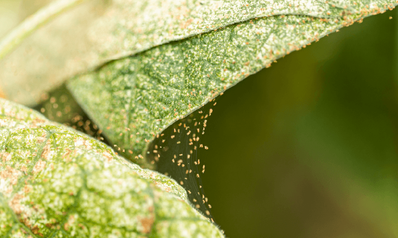 Does Florverde Sustainable Flowers allow the use of pesticides?