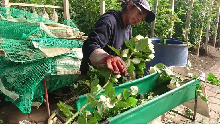 Conoce más de DENMAR S.A. la primera empresa floricultora de Ecuador certificada Florverde.