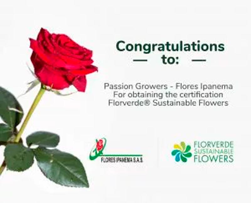 Roses, roses, roses – FSF certified even better!