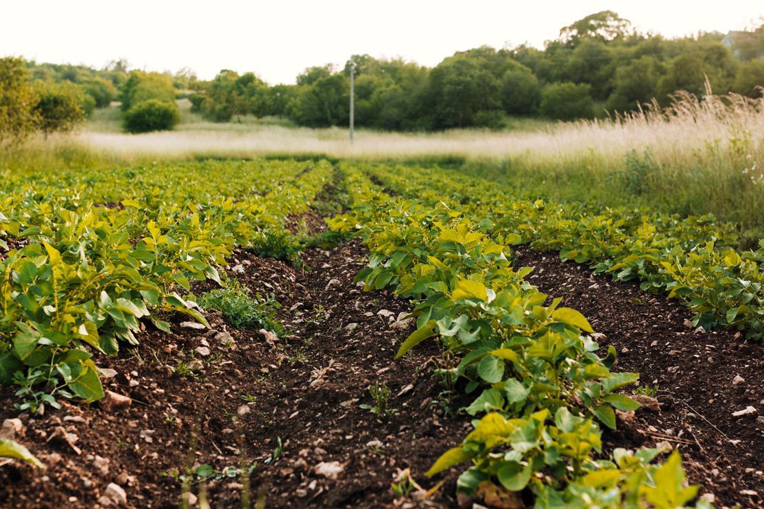 The economic benefit that Florverde’s Sustainable Flowers standard generates in certified companies